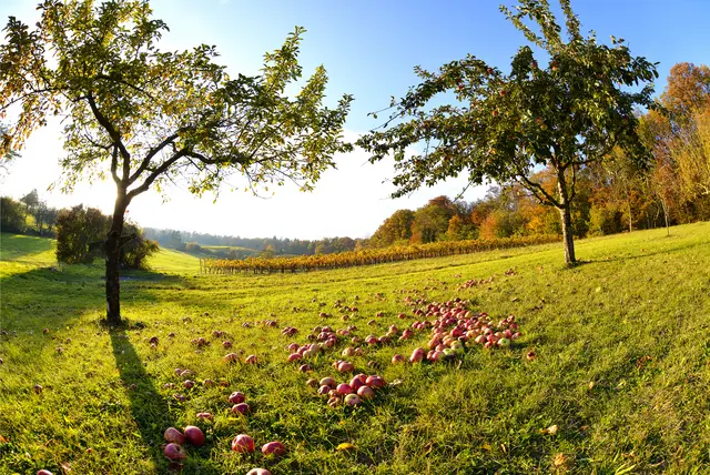 Obstbaum